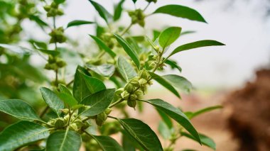Organik Sağlıklı Melez Tayland Çeşitliliği Ashwagandha, Hint ginsengi, Kış kirazı Withania somnifera Evergreen İlaç Çalı meyveleri Ashwagandha Bitkisi