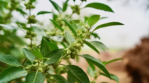 Organik Sağlıklı Melez Tayland Çeşitliliği Ashwagandha, Hint ginsengi, Kış kirazı Withania somnifera Evergreen İlaç Çalı meyveleri Ashwagandha Bitkisi