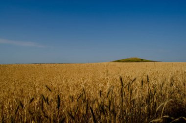 Mavi gökyüzüne karşı buğday tarlası. Ukrayna bayrağının renkleri.
