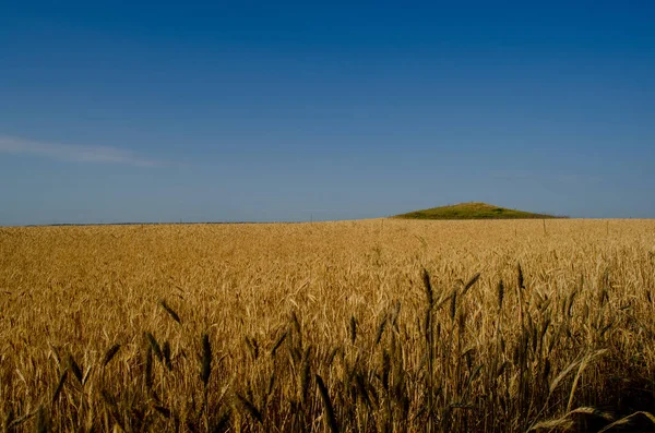 stock image Landscape field of wheat against the blue sky. Colors of the flag of Ukraine.