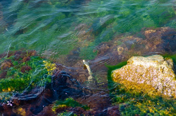 Водна Змія Морській Воді Тлі Водоростей — стокове фото