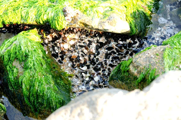 stock image Oysters on a stone in the sea against the background of water