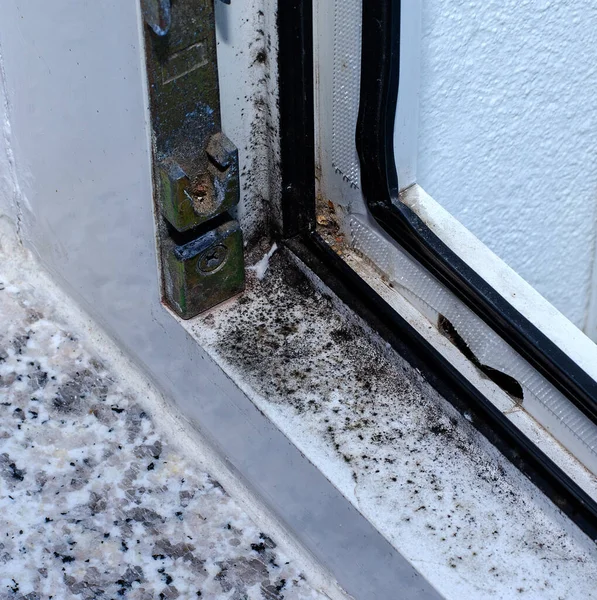 Champignon Noir Sur Une Fenêtre Plastique Destruction Joint Fenêtre — Photo