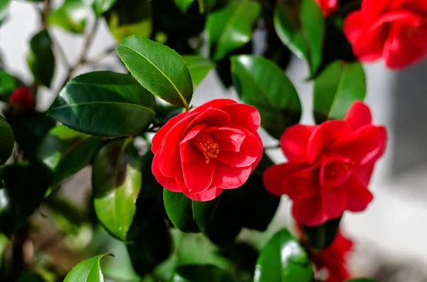 Камелія Японська Цвіте Червоним Красива Квітка — стокове фото