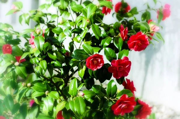 Камелія Японська Цвіте Червоним Красива Квітка — стокове фото