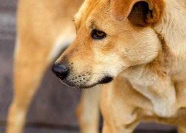 Bulanık arkaplanda bir köpeğin portresi