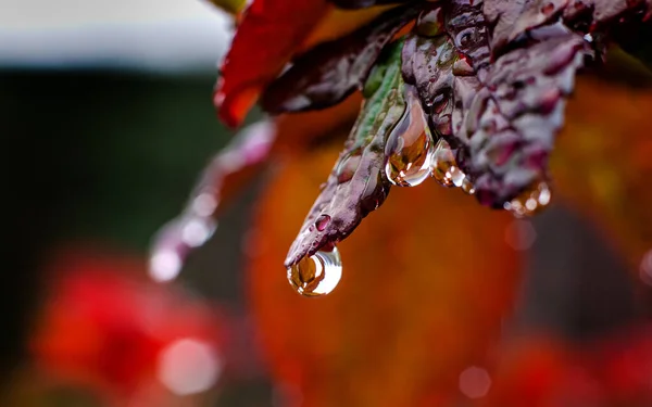 雨后落在植物的红叶上的一滴水 — 图库照片