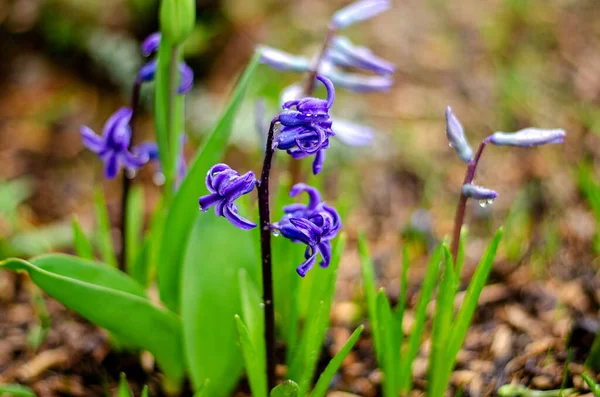 Mavi Çiçekli Sümbül Oryantalis Bulanık Arkaplanda Yakın Plan — Stok fotoğraf