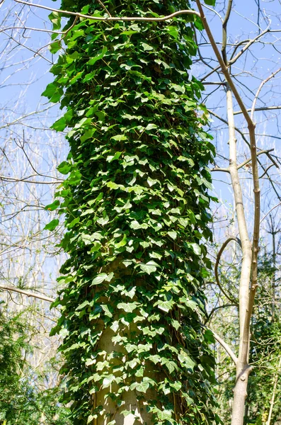 Ivy Roślin Pniu Drzewa Samolotu Parku — Zdjęcie stockowe
