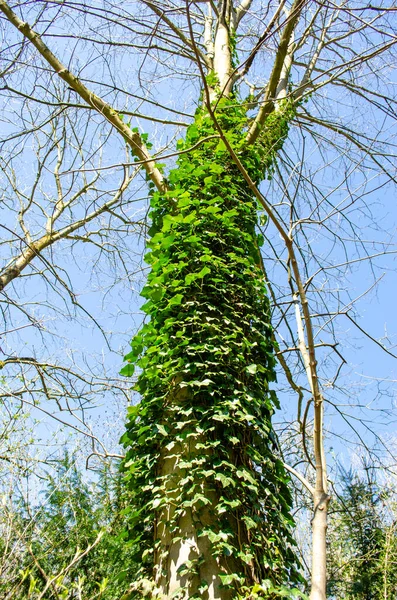 在公园的飞机树干上种植常春藤 — 图库照片