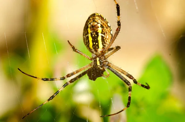 Spider Argiope Sul Web Autunno Ucraina Primo Piano — Foto Stock