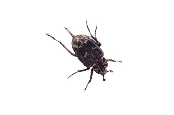 Primer Plano Insecto Escarabajo Gris Sobre Fondo Blanco —  Fotos de Stock