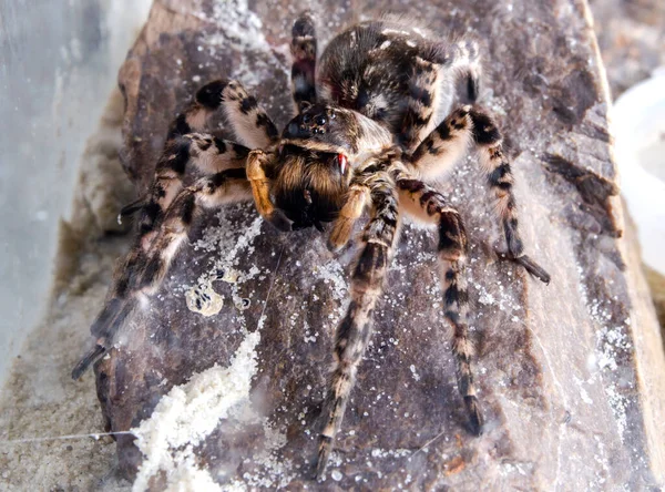 Örümcek Tarantula Yakın Çekim Gözleri Makro — Stok fotoğraf