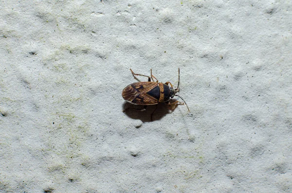 Escarabajo Marrón Bug Inicio Primer Plano Macro Sobre Fondo Claro —  Fotos de Stock