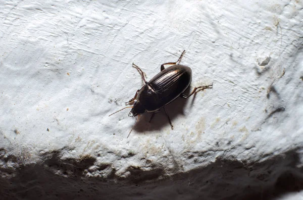 Black Beetle Ground Beetle Close Macro Light Background — Stock Photo, Image