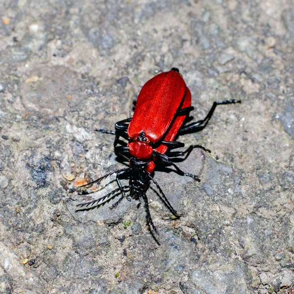 Kırmızı Böcekler Yolun Arka Planında Çiftleşirler — Stok fotoğraf
