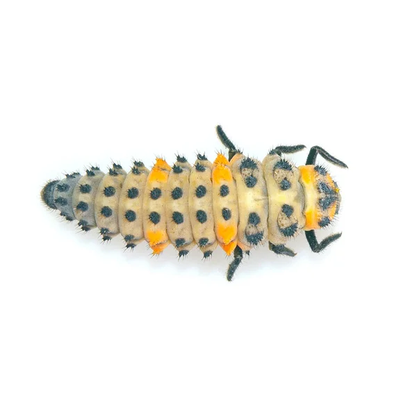 Ladybug Larva Close Light Background — Stock Photo, Image