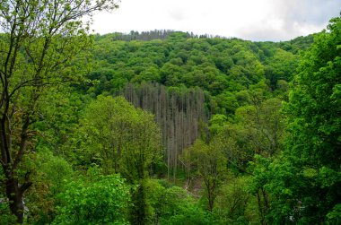 Alman ormanındaki kuru ağaçlar gökyüzüne karşı. Almanya 'daki dağlar ağaçların ölümü.