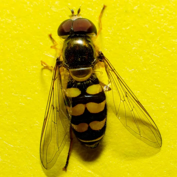 Insektengelbes Gadfly Oder Fliege Nahaufnahme Makro Auf Gelbem Hintergrund — Stockfoto