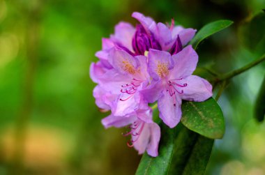 Philodendron çiçeği, Almanya 'da bir parkta yakın plan.