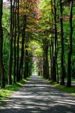 Almanya 'ya park et. Kuşun oturduğu parktaki yol. Parkın etrafındaki ağaçlar.