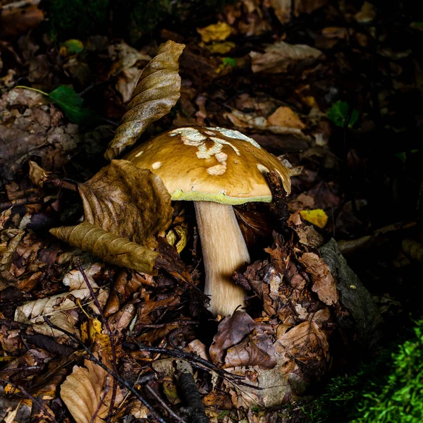Gombák Németországi Erdőben Közelkép — Stock Fotó