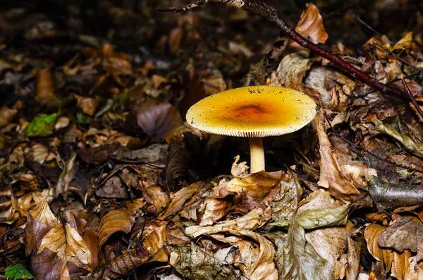 Mushrooms Forest Germany Close — Stock Photo, Image