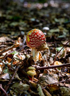 Almanya ormanlarında renkli mantarlar ve mantarlar.