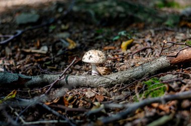 Kuzey Almanya 'da bir ormanda yazın mantar.