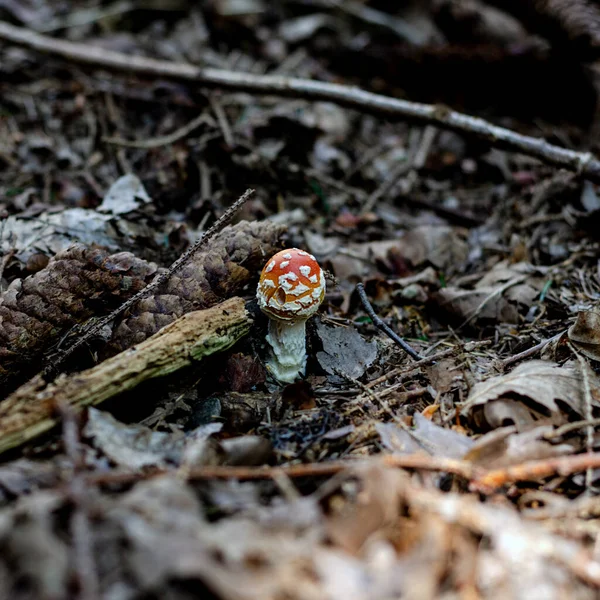 독일의 숲에서 다채로운 버섯과 곰팡이 — 스톡 사진