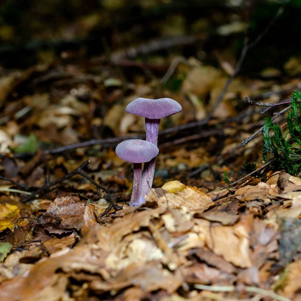Bunte Pilze Und Pilze Deutschen Wald Aus Nächster Nähe — Stockfoto