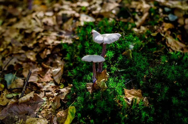 Colorful Mushrooms Fungus Forest Germany Close — Stock Photo, Image