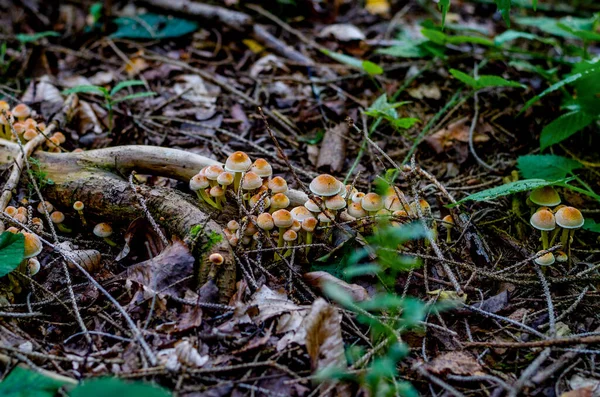 ドイツの森でカラフルなキノコと真菌を閉じる — ストック写真