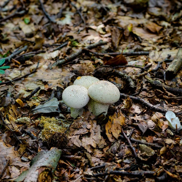 Cogumelos Coloridos Fungos Floresta Alemanha Close — Fotografia de Stock