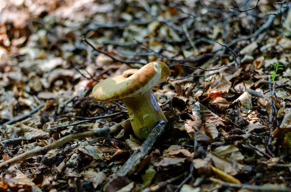 Nyáron Gombák Egy Erdőben Észak Németországban — Stock Fotó