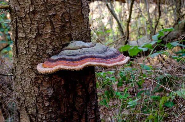 Polypore Mushroom Tree German Forest — Stock Photo, Image