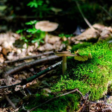 Almanya ormanlarında mantar ya da mantar var.