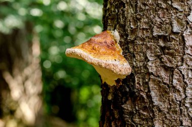 Almanya ormanlarında mantar ya da mantar var.