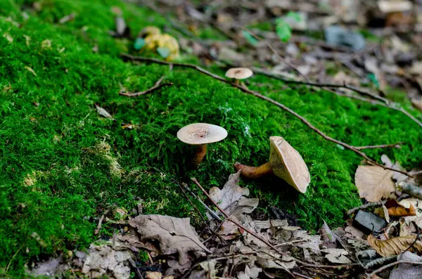 德国森林中的蘑菇或真菌特写 — 图库照片