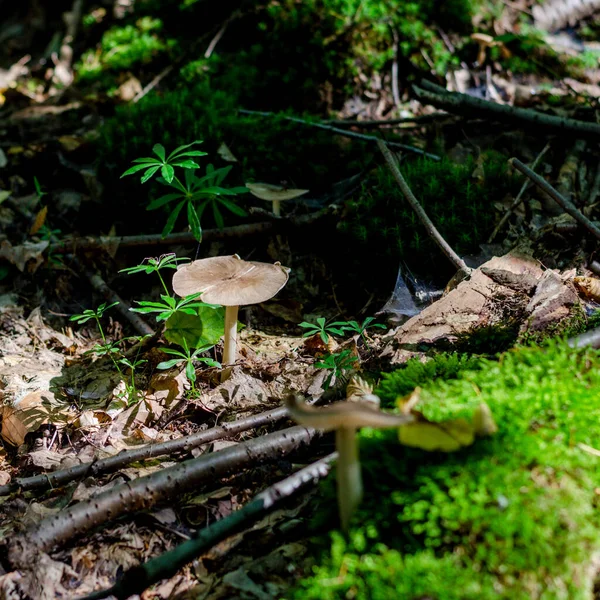 Cogumelos Fungos Floresta Alemanha Close — Fotografia de Stock