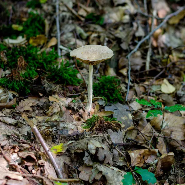 Pilze Oder Pilze Deutschen Wald Aus Nächster Nähe — Stockfoto