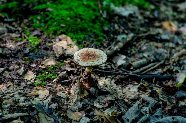 Cogumelos Fungos Floresta Alemanha Close — Fotografia de Stock