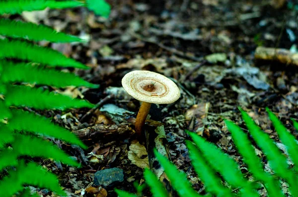 Μανιτάρια Μύκητες Στο Κοντινό Δάσος Της Γερμανίας — Φωτογραφία Αρχείου