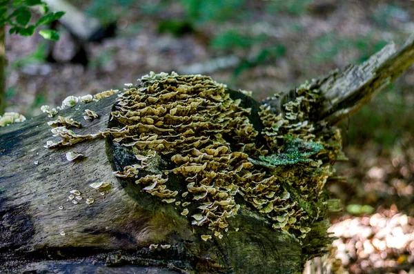 Μανιτάρια Μύκητες Στο Κοντινό Δάσος Της Γερμανίας — Φωτογραφία Αρχείου