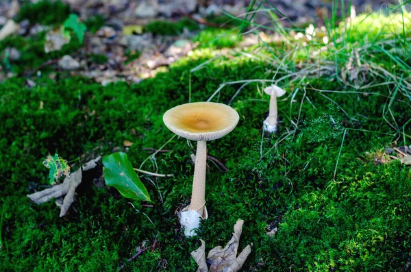 독일의 숲에서 버섯이나 곰팡이 클로즈업 — 스톡 사진