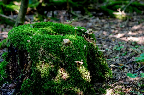 Pilze Oder Pilze Deutschen Wald Aus Nächster Nähe — Stockfoto