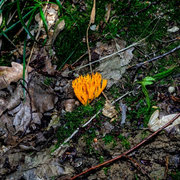 Funghi Funghi Nella Foresta Della Germania Primo Piano — Foto Stock