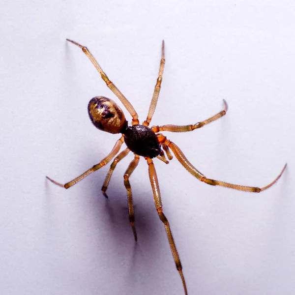 Αράχνη Ένα Ελαφρύ Φόντο Μακροεντολή — Φωτογραφία Αρχείου
