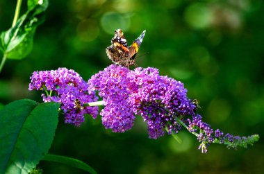 Çiçeklerin üzerinde bitki ve kelebek Almanya 'da yakın