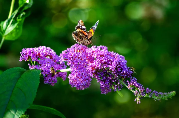Çiçeklerin üzerinde bitki ve kelebek Almanya 'da yakın